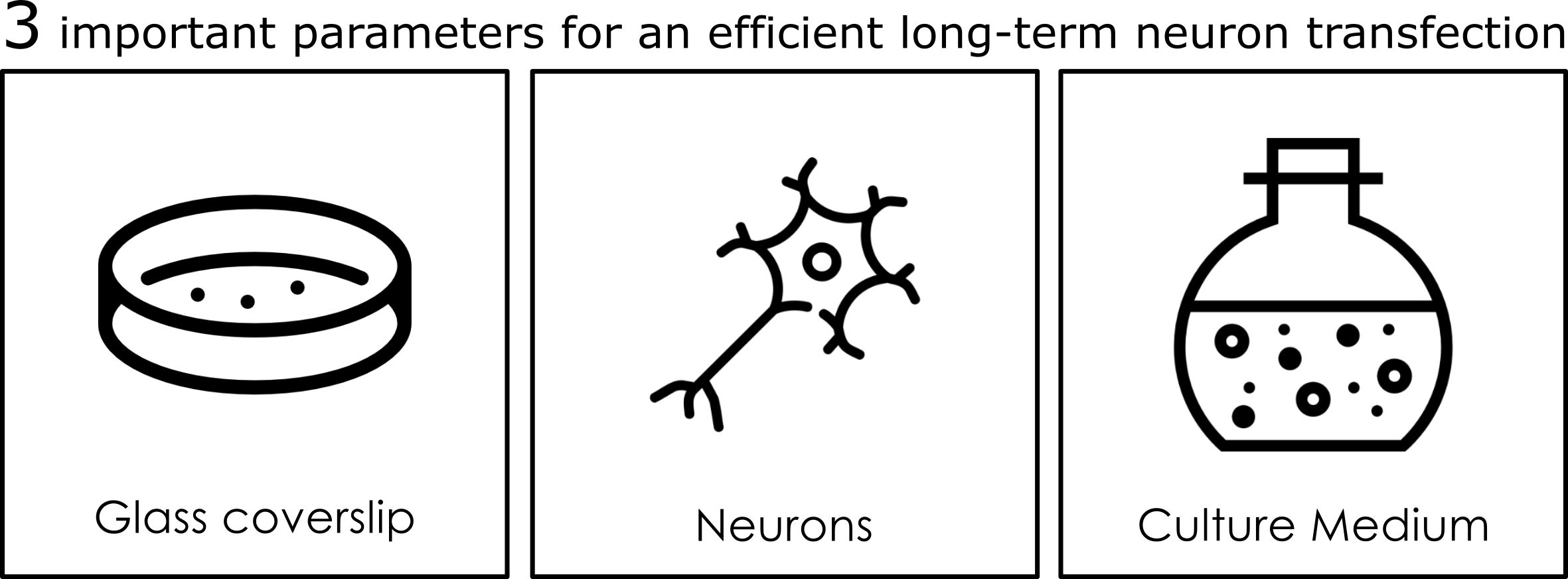 primary neuron culture